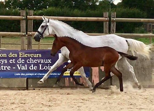 Concours Modèle et allures Foals Chevaux et poneys de sport Conseil